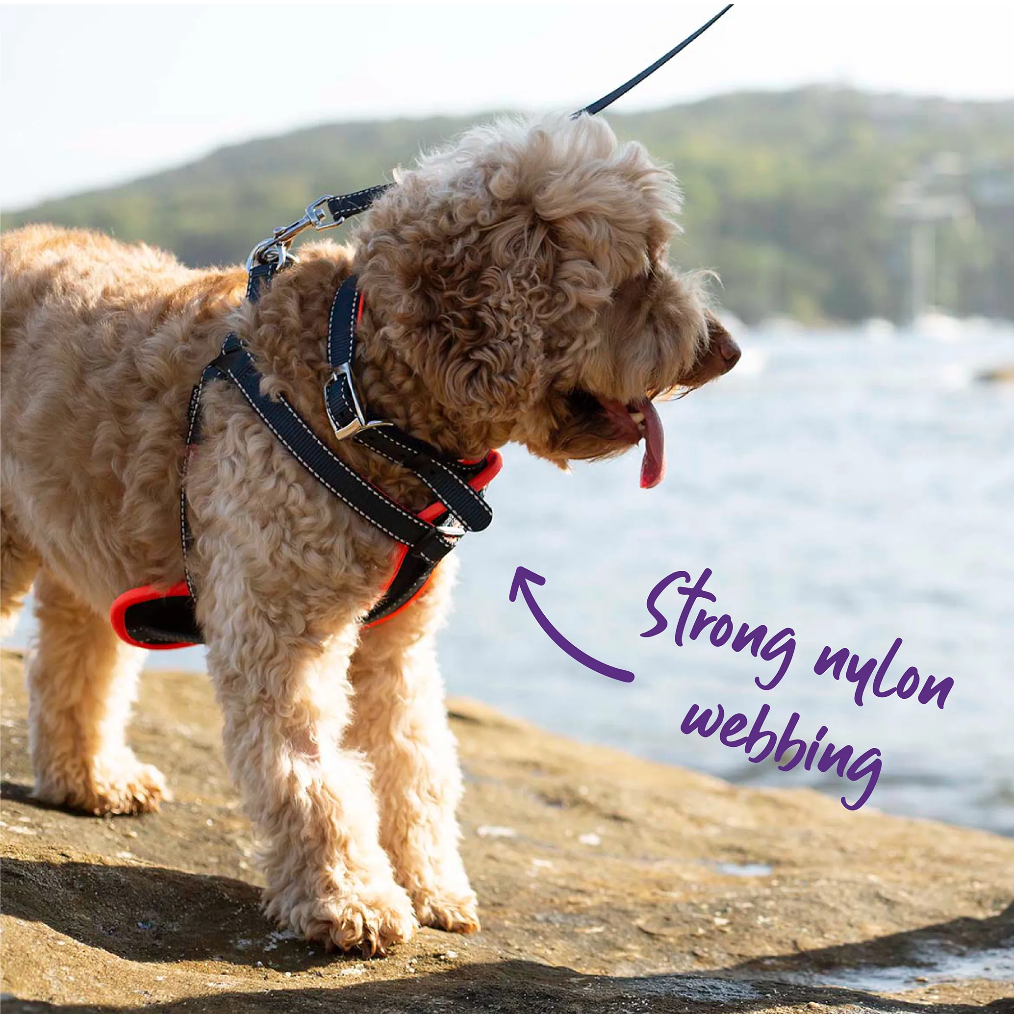 Active Dog Collar - Slate & Orange