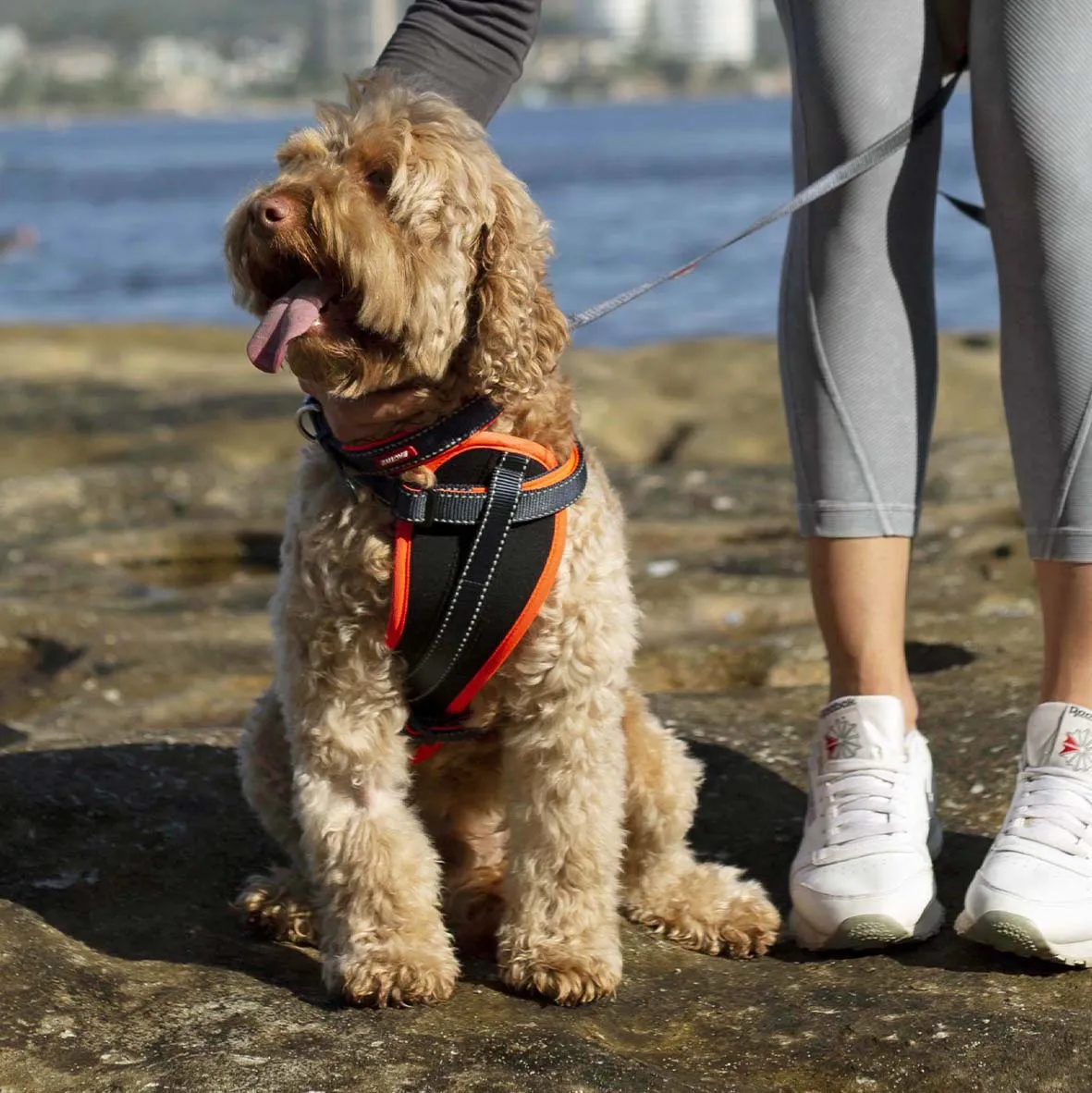 Active Dog Collar - Slate & Orange