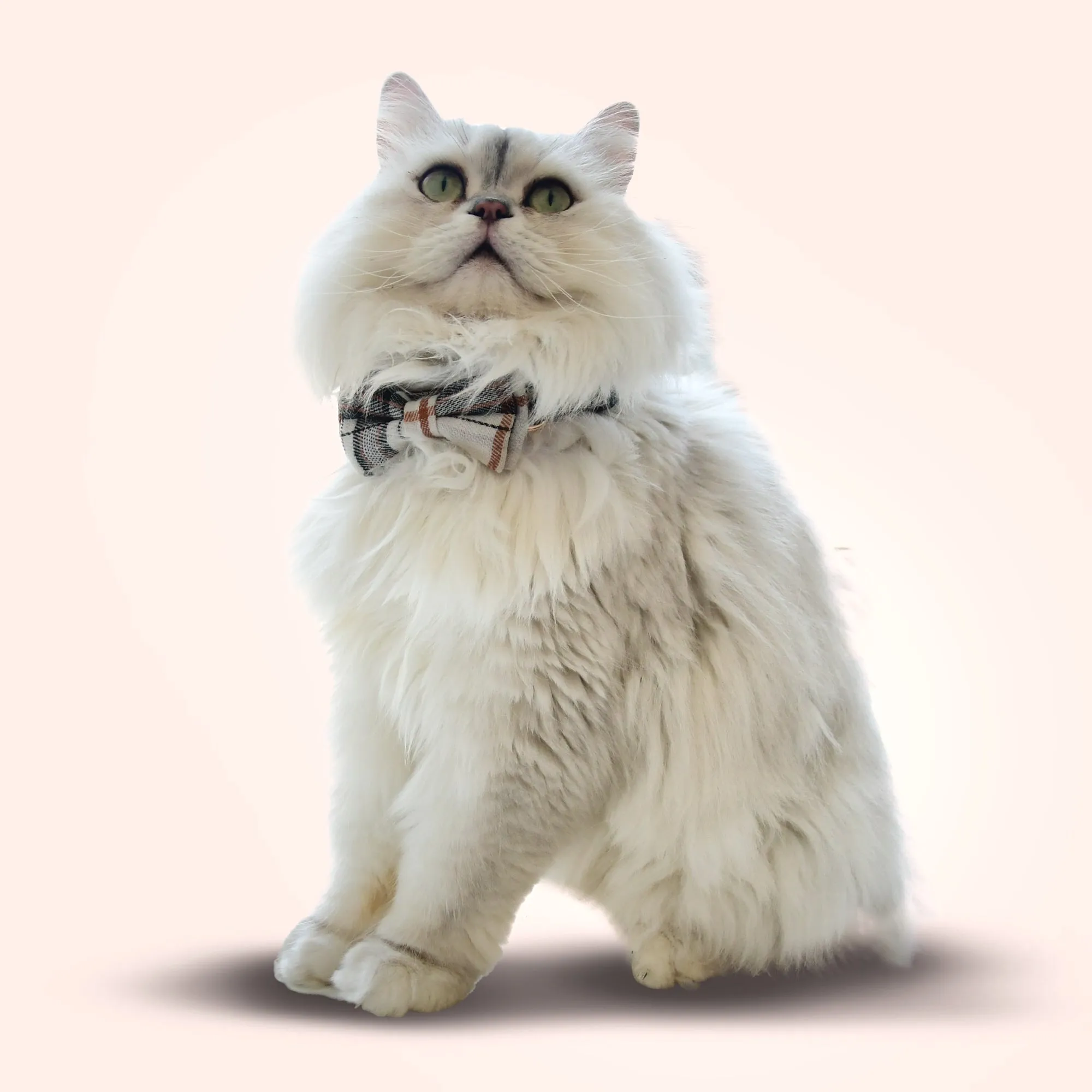Plaid Bowtie Pet Collar - Khaki